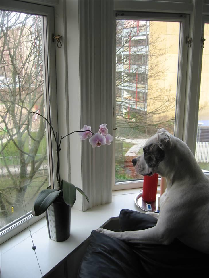 Amerikansk bulldog VBA's Coco Chanel - Malou billede 10