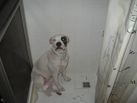 Amerikansk bulldog VBA's Coco Chanel - Malou billede 11