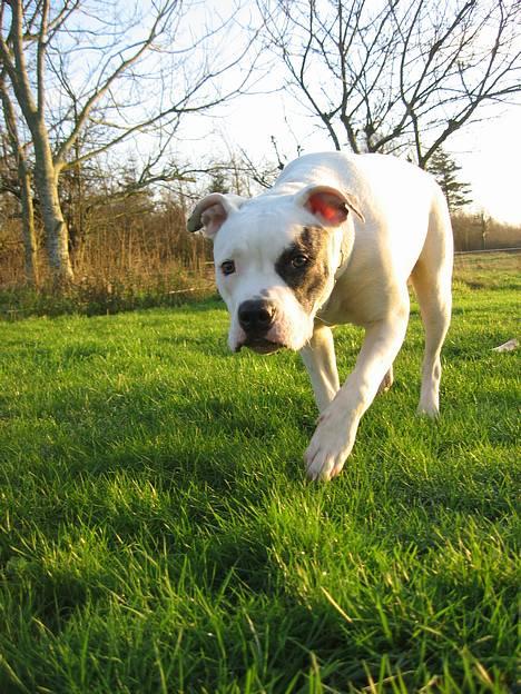Amerikansk bulldog VBA's Coco Chanel - Malou billede 12