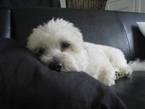 Coton de tulear Digo billede 14