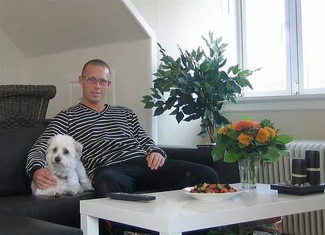 Coton de tulear Digo billede 15