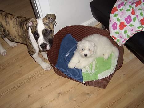 Coton de tulear Oscar - Oscar med sin "bror"  billede 5
