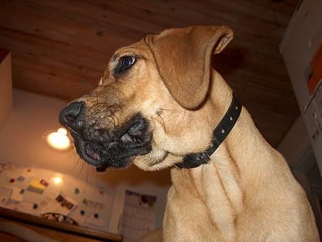 Broholmer Valde Ole Elo Edlav <''3 - Her bor VALDE <´´3 billede 1