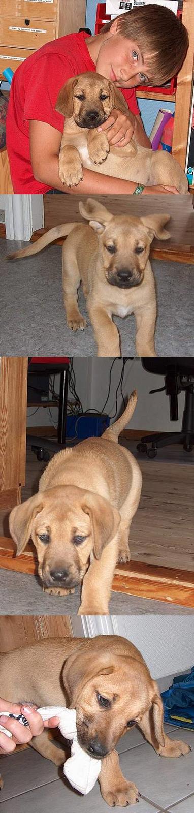 Broholmer Valde Ole Elo Edlav <''3 - Hvalpe Valde (: billede 2