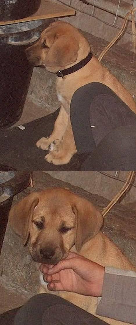 Broholmer Valde Ole Elo Edlav <''3 - Valde (: billede 4