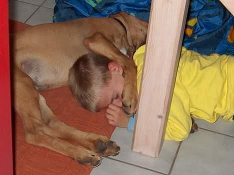 Broholmer Valde Ole Elo Edlav <''3 - Søren faldt vidst lidt i søvn (;  Så var det godt Valde kunne ´passe´ ham :) billede 5