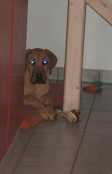 Broholmer Valde Ole Elo Edlav <''3 - Her er MIN hule, og du rør den ikke !! billede 6