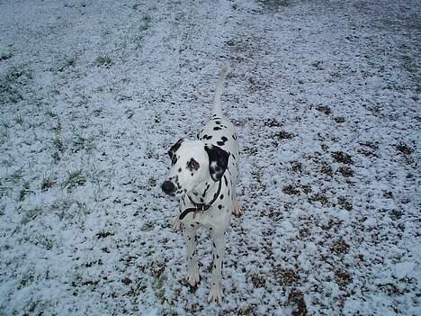 Dalmatiner Perle - Kan i se mig?? billede 5