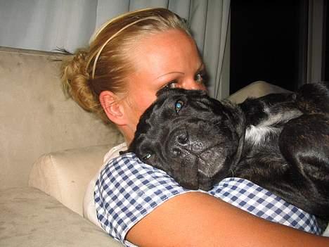 Cane corso xenia - elsker og putte ved min mor billede 4