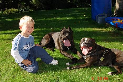 Cane corso xenia - min søn oliver. xenia og milo billede 5
