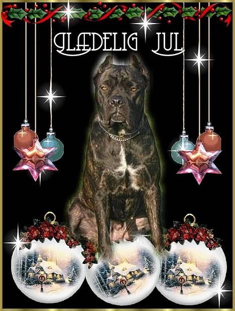 Cane corso xenia - go jul alle sammen billede 6