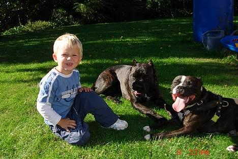 Cane corso xenia billede 7