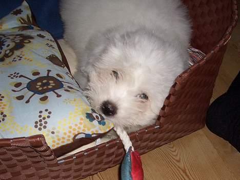 Coton de tulear Oscar billede 6
