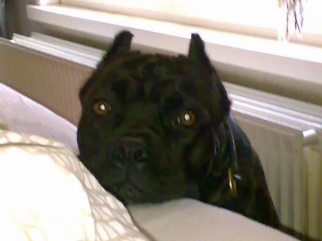 Cane corso xenia - åhhh mor må jeg ikke komme op i sengen billede 8