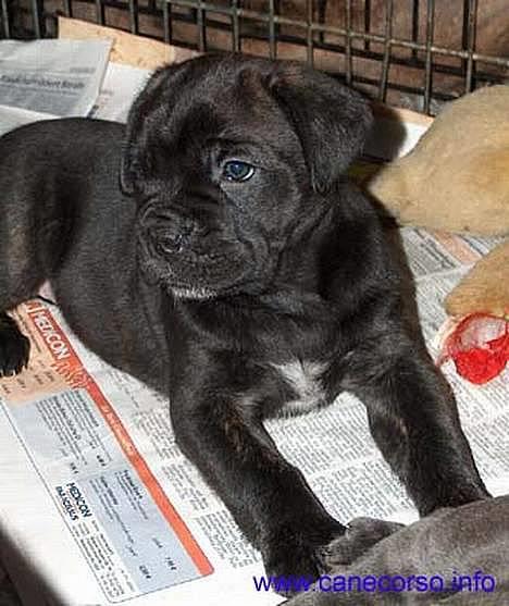Cane corso xenia - xenia 6 uger billede 9