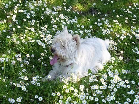 West highland white terrier Bølle R.I.P :( - tager lige en slapper på en dejlig blomsteregn.. billede 5