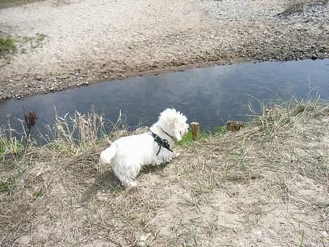 West highland white terrier Bølle R.I.P :( - grr... det er lidt farligt det vand.. men dejligt at være ved stranden billede 7