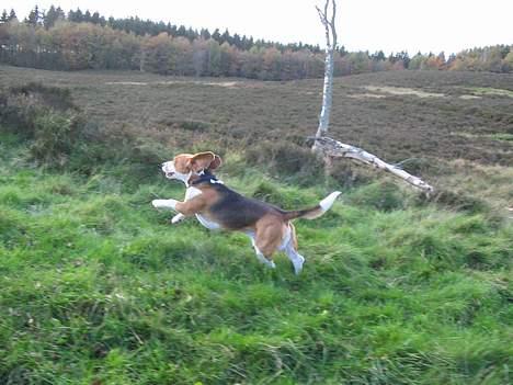 Beagle Bimmer - kongen af Borup hede billede 13