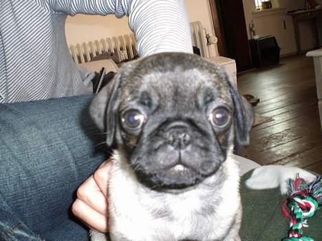 Mops Mester billede 1