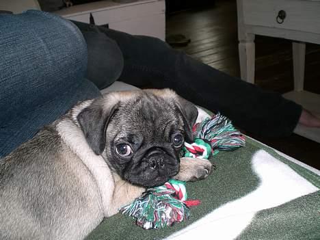 Mops Mester billede 2