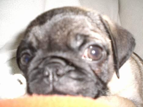 Mops Mester billede 3