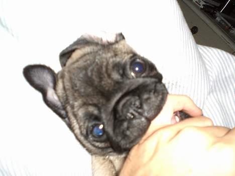 Mops Mester billede 4