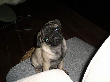 Mops Mester billede 5