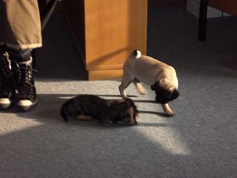 Mops Mester billede 6