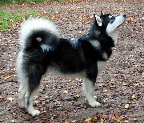 Alaskan malamute Chicko  - Hundeskov billede 2
