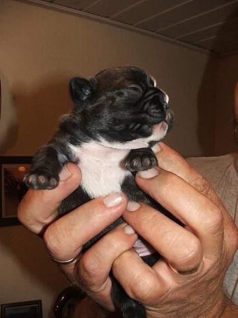 Fransk bulldog Kira - så lille og skrøbelig.... billede 1