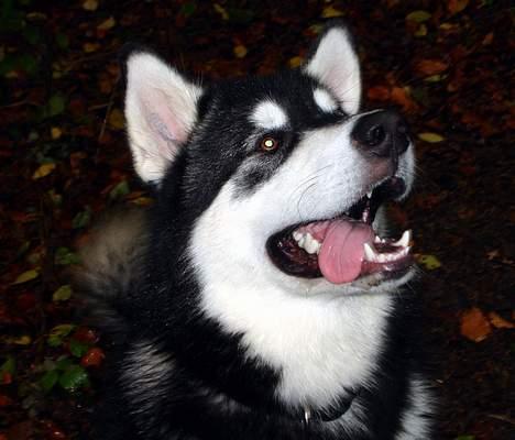 Alaskan malamute Chicko  billede 4