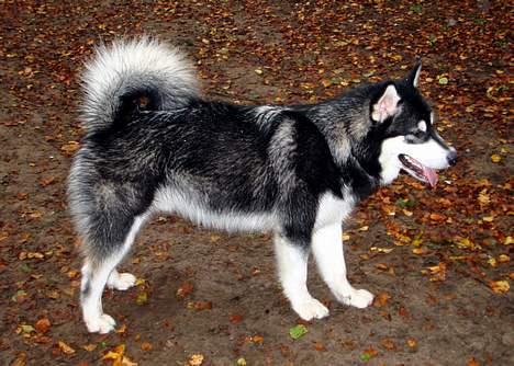 Alaskan malamute Chicko  - Hundeskov billede 5