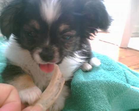 Chihuahua Frans - her er den lille dreng 11 uger gammel billede 10