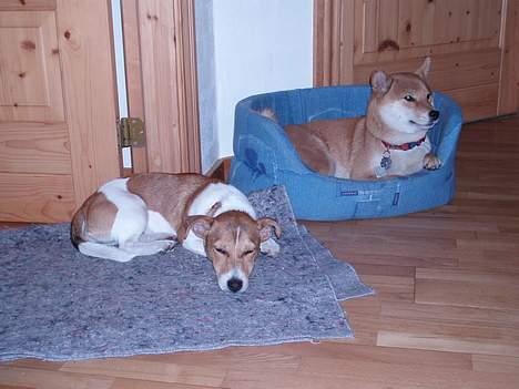 Shiba mitzu - vi slapper faktisk lige af  billede 6