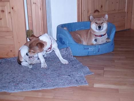 Shiba mitzu - ejj stop nu vi slapper af ! billede 7