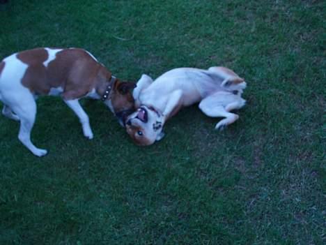 Shiba mitzu - vi slåser lige gider du ikke lige at flytte dig ? billede 8