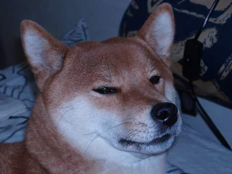 Shiba mitzu - jeg var lige ved at sove men du vækkede mig jo ! billede 9
