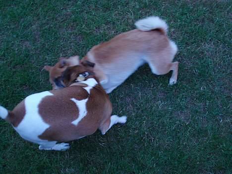 Shiba mitzu - vi slåser lige lidt mer ! billede 10