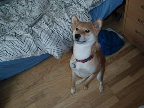 Shiba mitzu - uhh hvad er det ? jeg hopper lige op og kigger ! billede 11