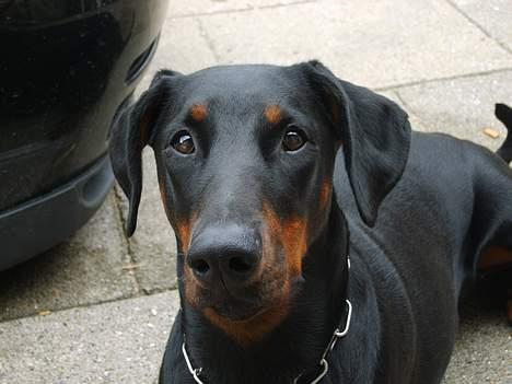 Dobermann Jotunheim´s Drome "Diser" billede 11