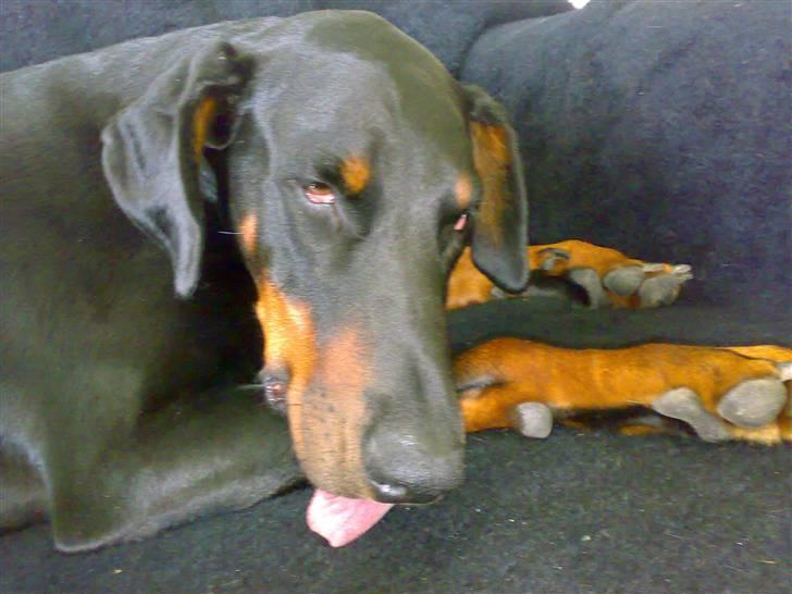 Dobermann Jotunheim´s Drome "Diser" - Er lige kommet hjem fra dyrelægen, sådan en narkose er hård at komme over :-) billede 12