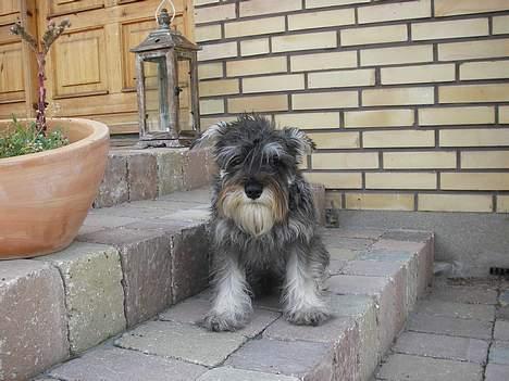 Dvaergschnauzer Tøffe billede 2