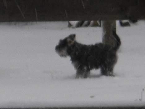 Dvaergschnauzer Tøffe billede 3