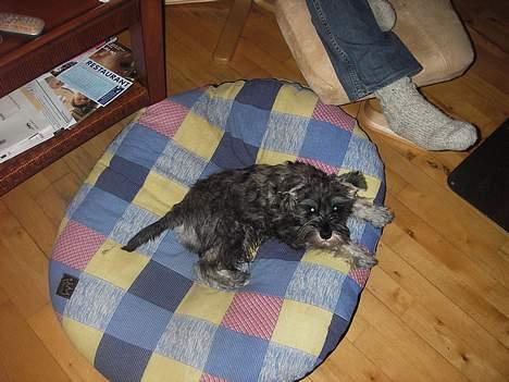 Dvaergschnauzer Tøffe billede 4