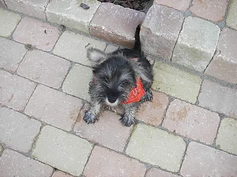 Dvaergschnauzer Tøffe billede 5