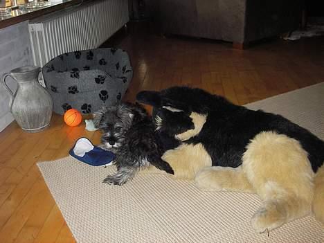 Dvaergschnauzer Tøffe billede 6