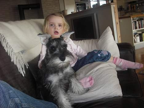 Dvaergschnauzer Tøffe billede 7