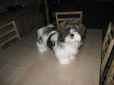 Lhasa apso Deva - Mor synes absolut jeg skulle stå pænt (18/2-07) billede 1