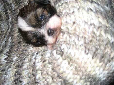 Lhasa apso Deva - Er jeg ikke god til at kigge ind i kameraet? billede 2