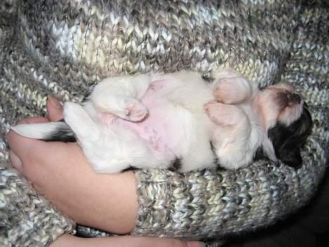 Lhasa apso Deva - Snupper lige en blunder på ryggen billede 3